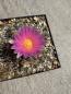 Preview: Thelocactus buekii